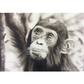 Chimpanzee Wildlife Single Tutorial