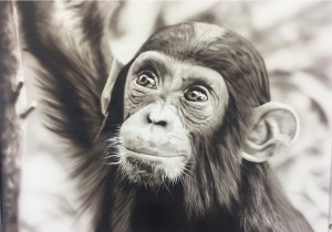 Chimpanzee Wildlife Single Tutorial
