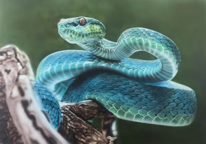 snake-wildlife-single-tutorial